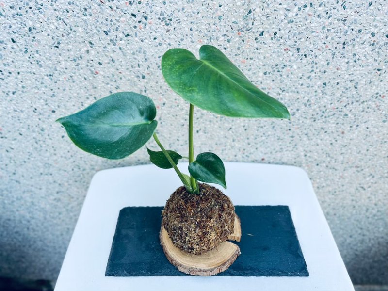 龟背芋 l 植物苔球 观叶 室内植栽 礼物 - 植栽/盆栽 - 植物．花 