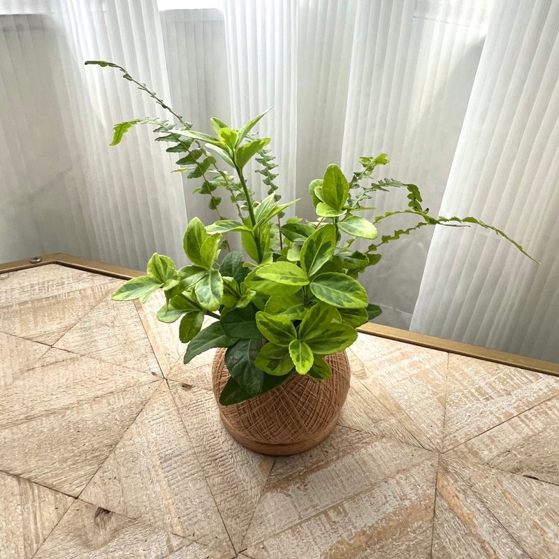 征木 手作组合植栽苔球 - 植栽/盆栽 - 植物．花 