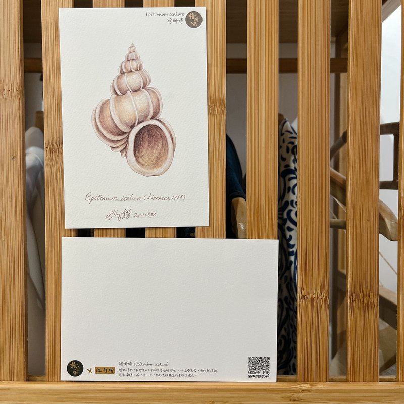 生物绘图明信片- 海洋与贝壳by江匀楷老师 - 卡片/明信片 - 纸 