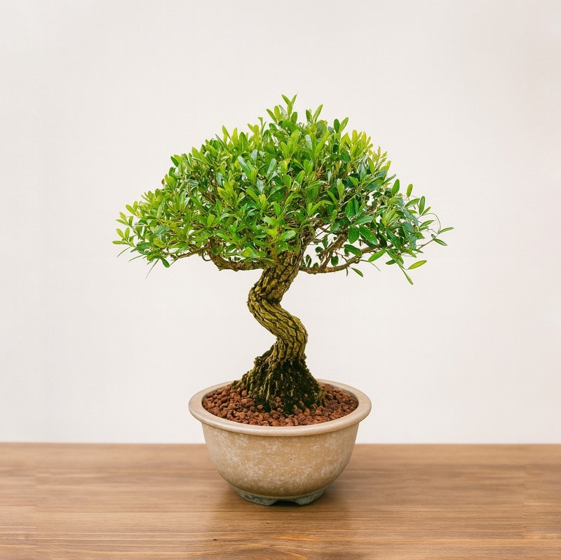 小品盆栽・雀舌黄杨・ヒメツゲ - 植栽/盆栽 - 植物．花 