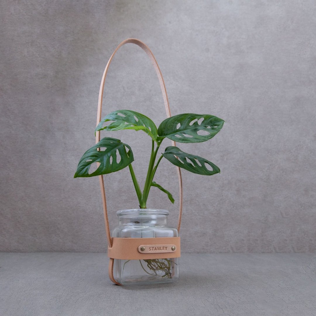 植物 盆栽 龟背芋 水耕盆栽 植栽 观叶植物 礼物 - 植栽/盆栽 - 植物．花 绿色