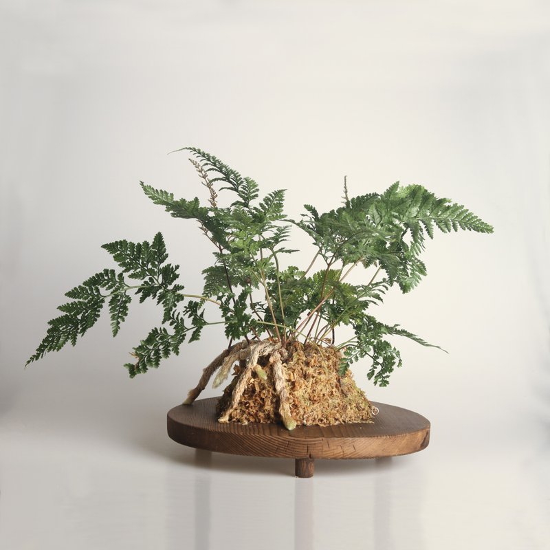 微一设计 / 圆盘上板植物 - 兔脚蕨 - 植栽/盆栽 - 植物．花 绿色