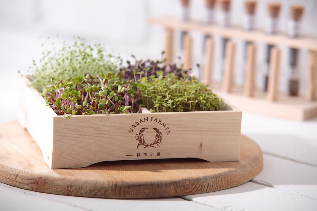 桌上小农田Microgreens Farm - 植栽/盆栽 - 木头 卡其色