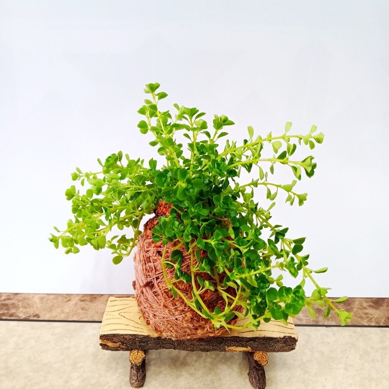 居家幸福苔球 苔玉 智利原色水苔 五行幸运植物 婴儿泪 - 植栽 - 植物．花 