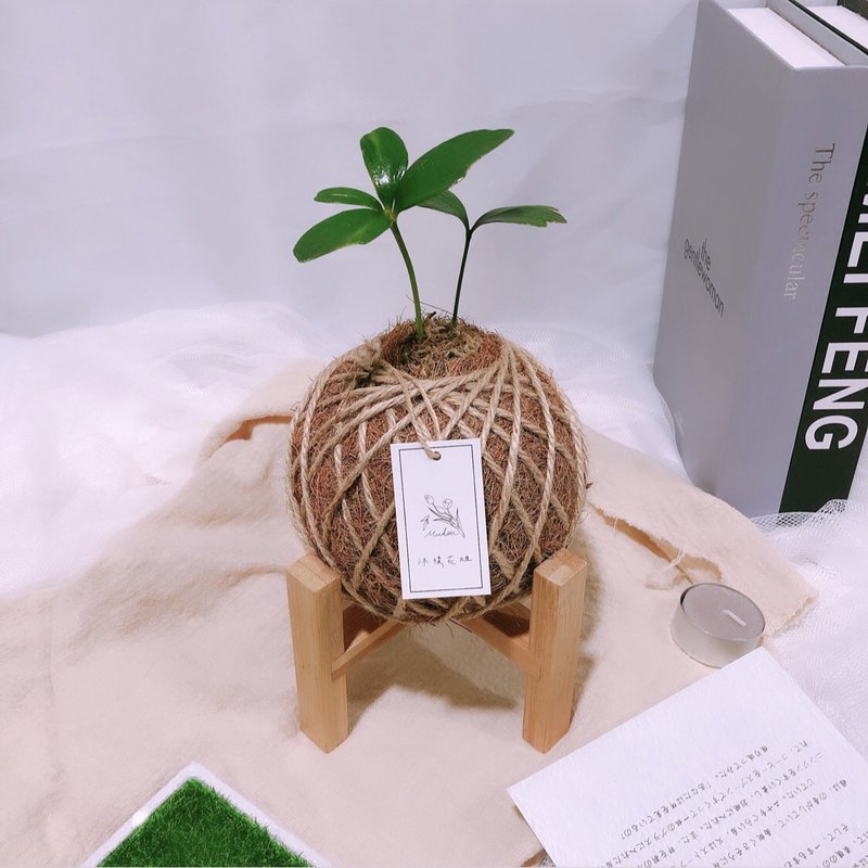 小苔球 幸运铁树 植栽 - 植栽/盆栽 - 植物．花 