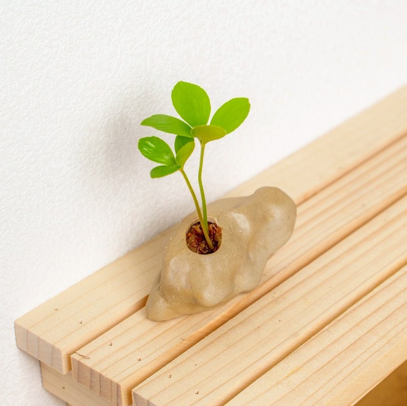 野石系列-墨西哥幸运铁树盆栽 - 植栽/盆栽 - 陶 咖啡色