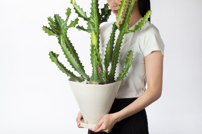 【专车配送】锦缎雅宫 - 以植为礼 / 盆栽 植物 台湾设计 有肉 - 植栽/盆栽 - 植物．花 