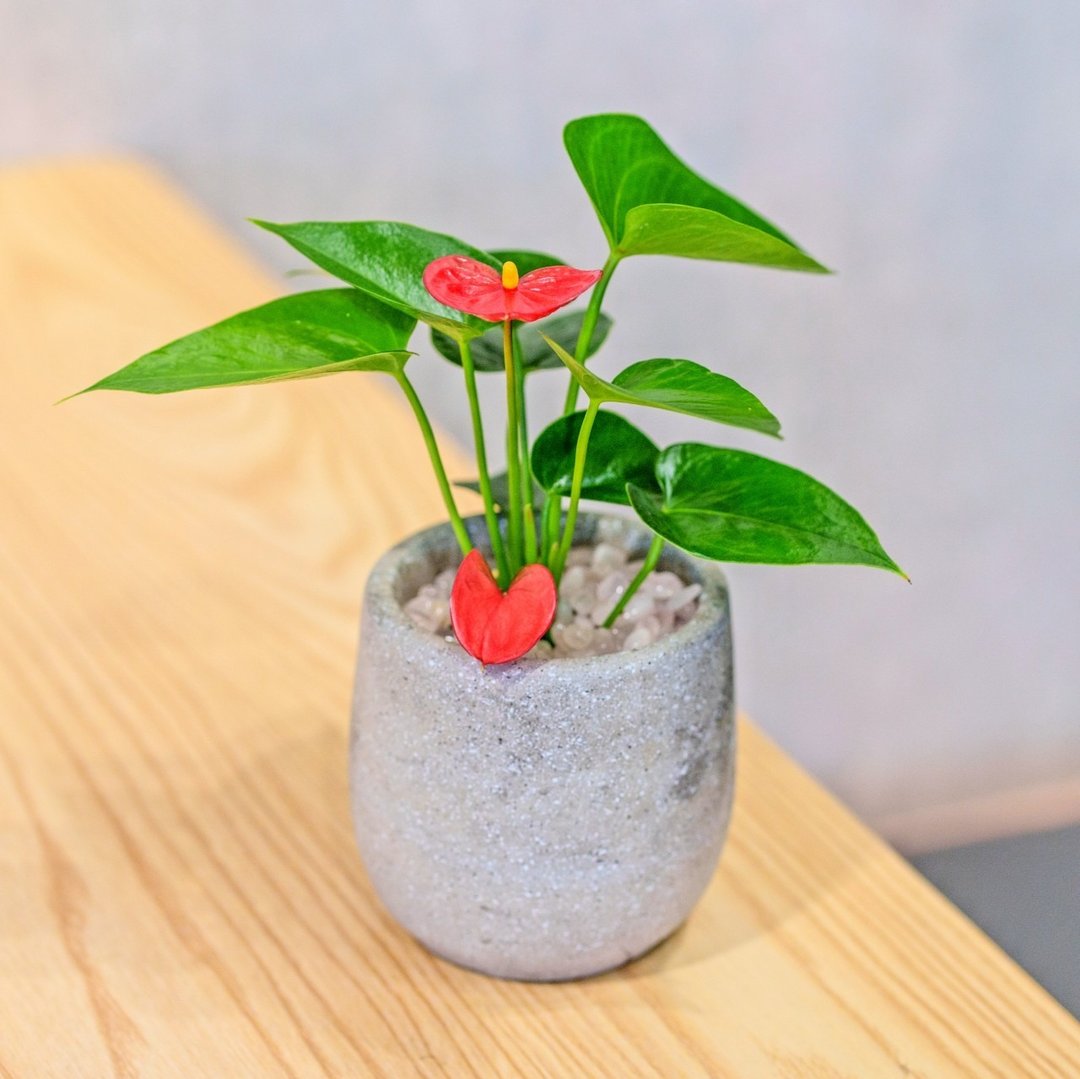 火鹤花 水泥盆栽 桌上型盆栽  办公室植栽 开幕送礼 乔迁礼物 - 植栽/盆栽 - 植物．花 灰色