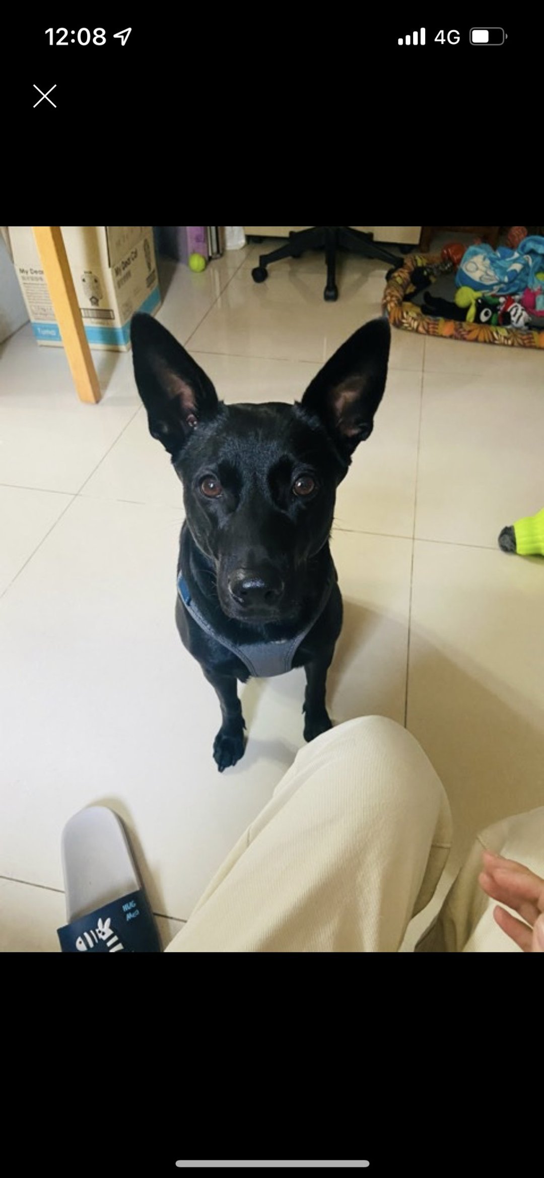 张二路: black doggy plate - 订制抱枕/饰品 - 瓷 