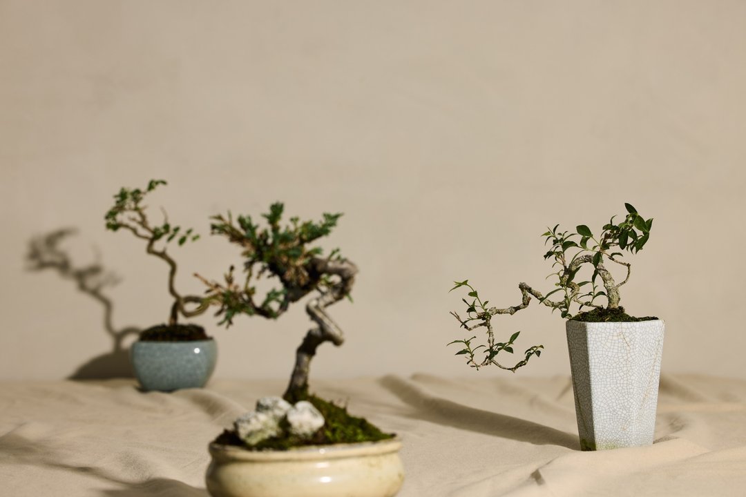 僅台灣地區 - 植栽/盆栽 - 植物．花 绿色