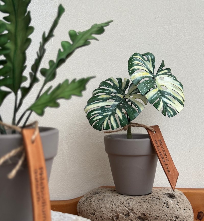 泰国斑叶龟背芋_观叶皮革盆栽 / 送礼 - 摆饰 - 真皮 