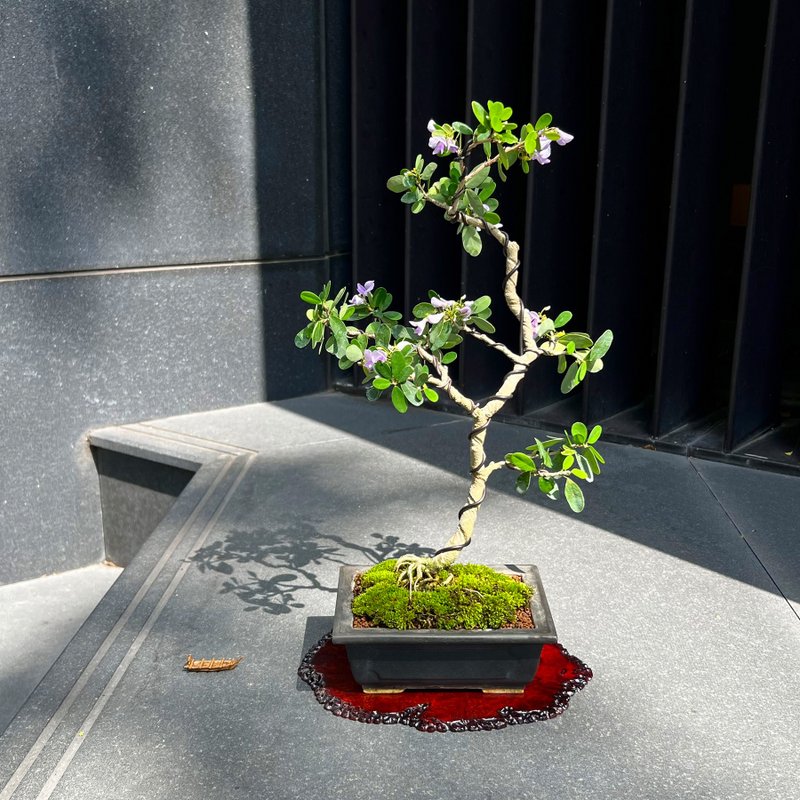 铃萨姆∣中品盆栽 香氛植物 - 植栽/盆栽 - 陶 
