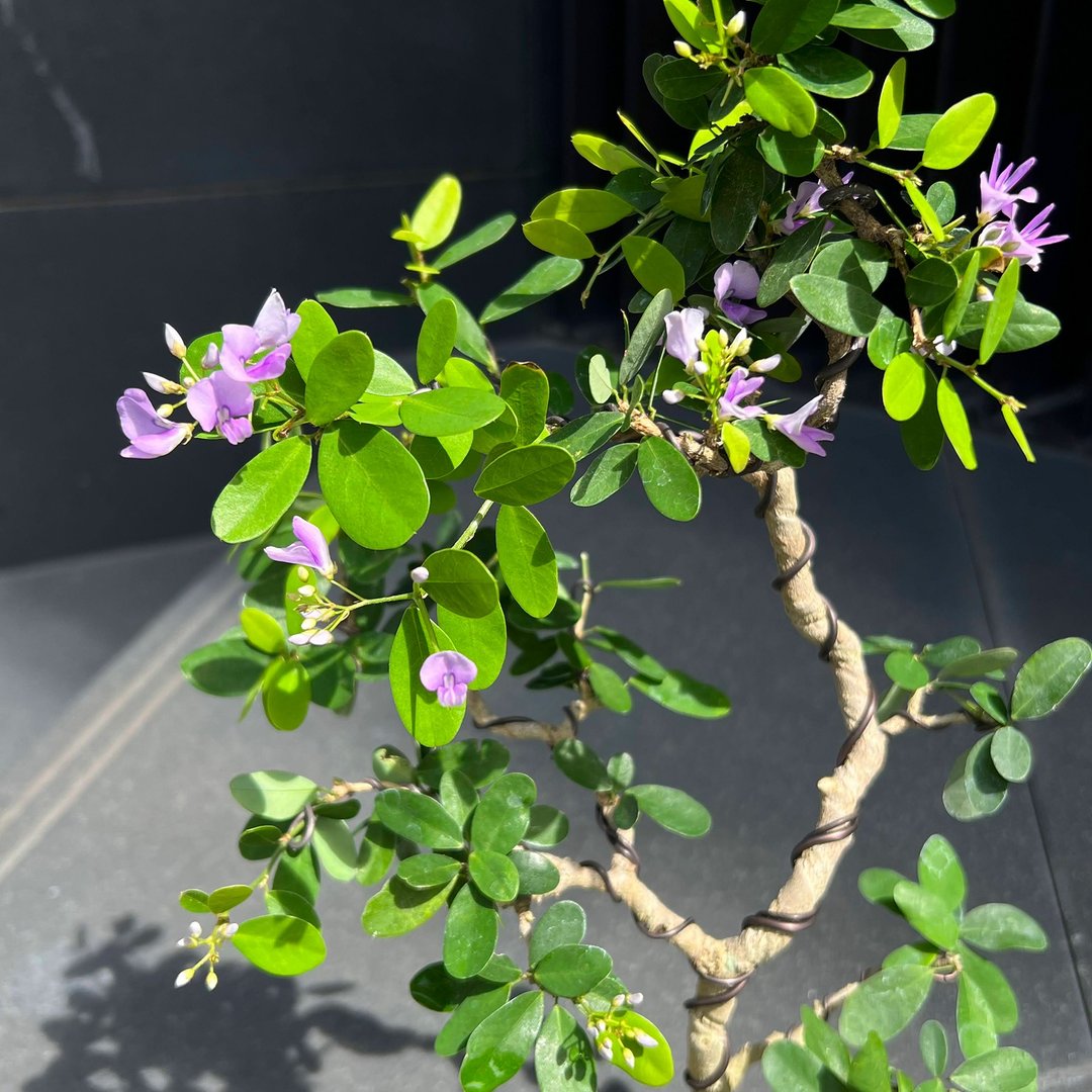 铃萨姆∣中品盆栽香氛植物 - 植栽/盆栽 - 陶 
