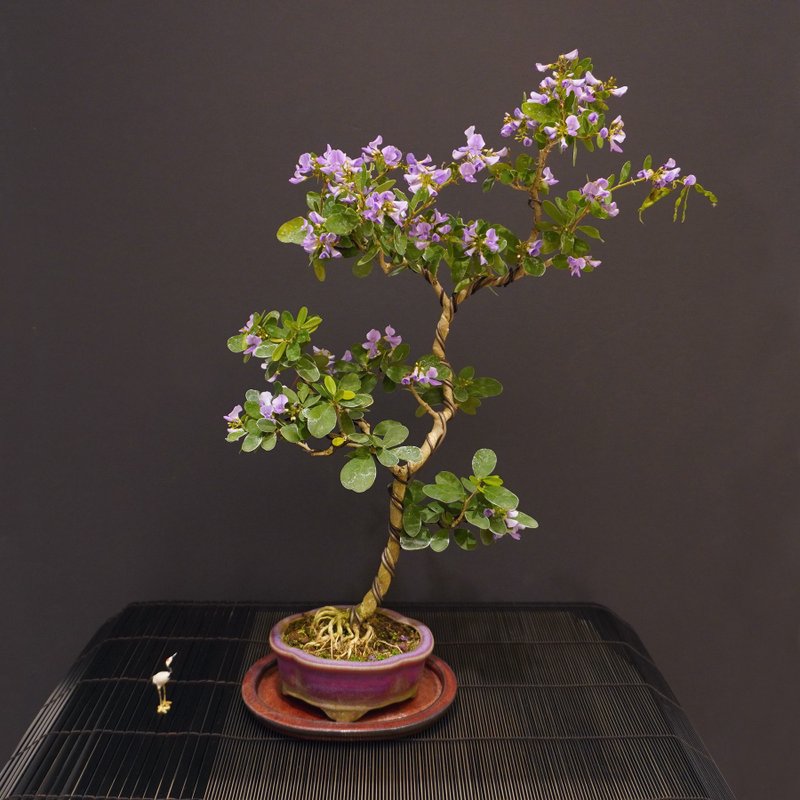 铃萨姆∣中品盆栽 香氛植物开花中 - 植栽/盆栽 - 陶 