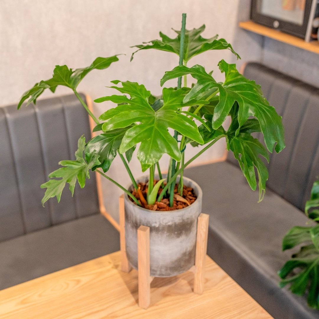 小天使蔓绿绒观叶植物水泥盆栽 7寸水泥盆器含落地四脚花架 - 植栽/盆栽 - 植物．花 