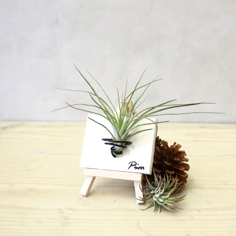 空凤迷你小画架植栽组 - 植栽/盆栽 - 植物．花 绿色