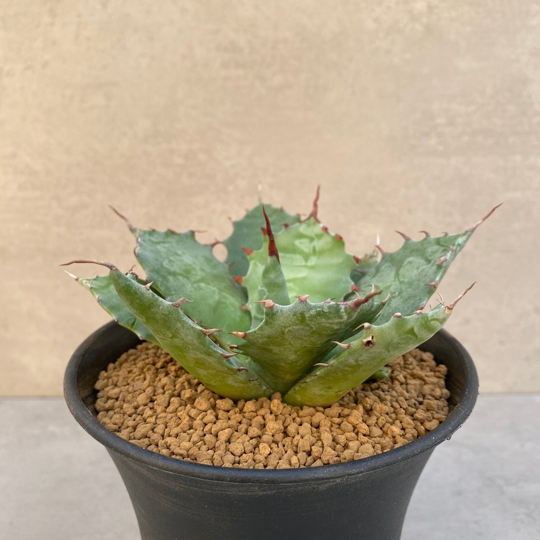 特选姬武藏 | 实生 | 龙舌兰科 | 多肉 龙舌兰 | A.colorata - 植栽/盆栽 - 植物．花 