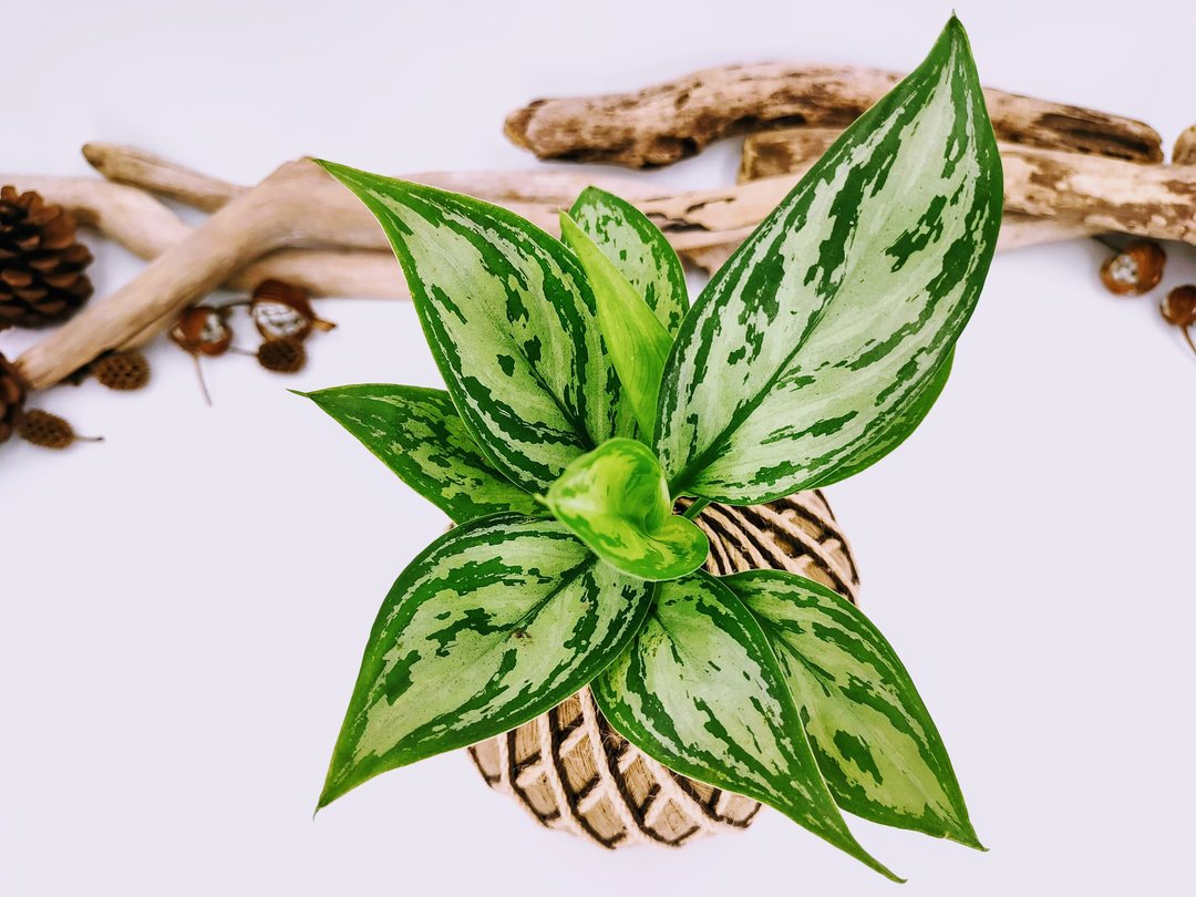 银后粗肋草苔球│室内植物│窗边植物│观叶植物 - 植栽/盆栽 - 植物．花 绿色