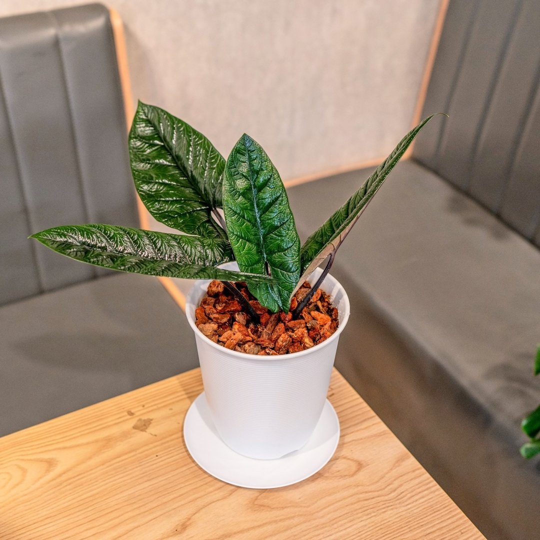 甲骨文观音莲 5寸日式塑陶盆 观叶植物盆栽 - 植栽/盆栽 - 植物．花 