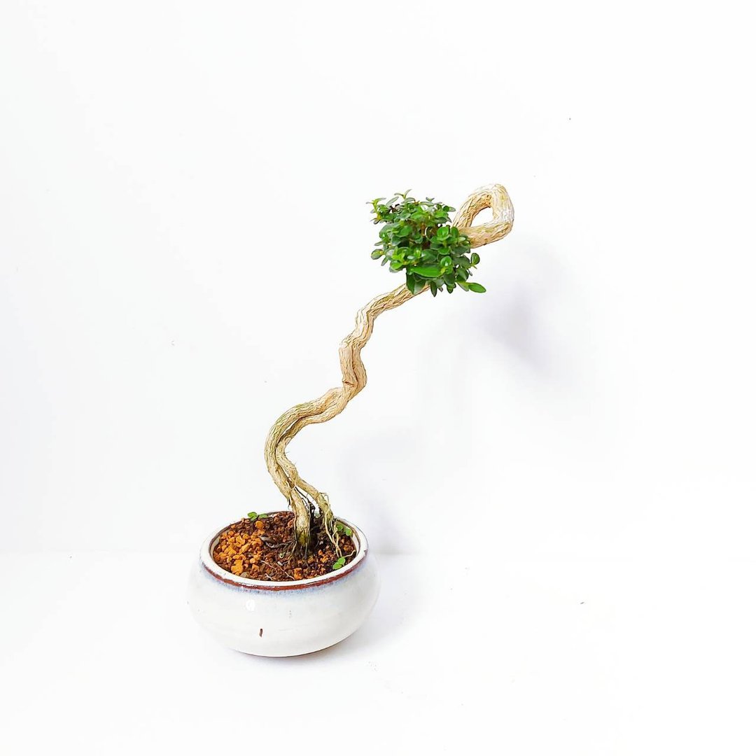 小品盆栽【米叶寿娘子・タイワンウオクサギ】 - 植栽/盆栽 - 植物．花 