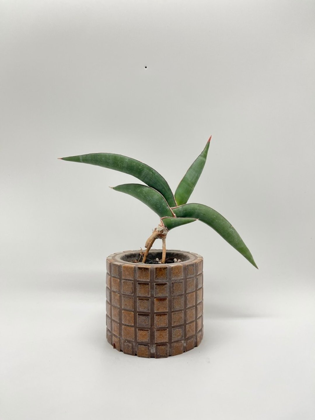 石珀马赛克花器 - 花瓶/陶器 - 水泥 咖啡色