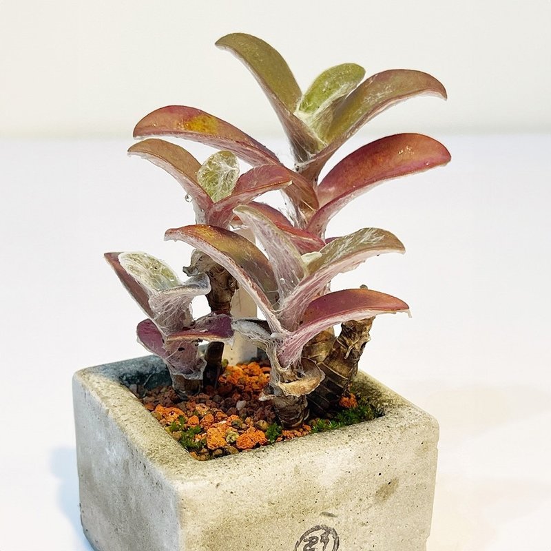 【野草不野-限时贩售】雪绢 / 中方盆 - 植栽/盆栽 - 植物．花 绿色