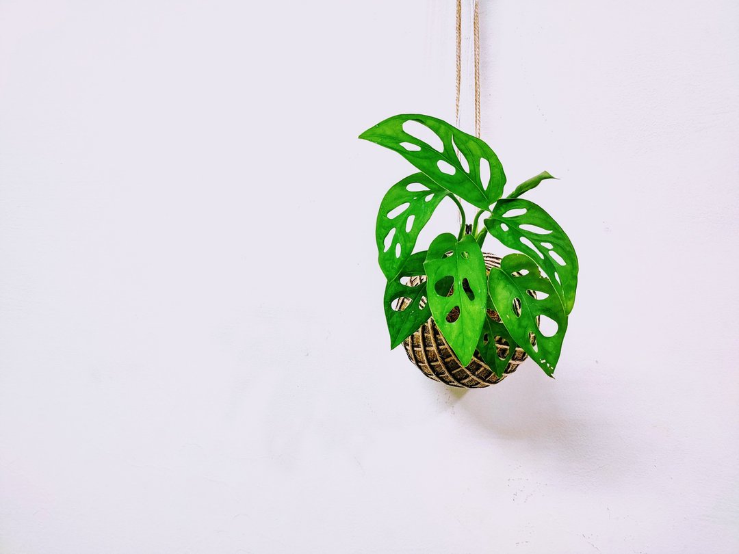窗孔龟背芋苔球│板植│室内植物│窗边植物│观叶植物 - 植栽/盆栽 - 植物．花 绿色