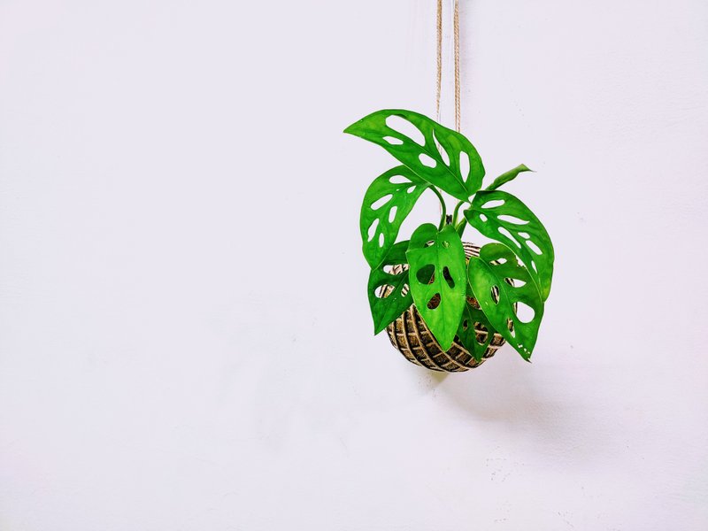 窗孔龟背芋苔球│板植│室内植物│窗边植物│观叶植物 - 植栽/盆栽 - 植物．花 绿色