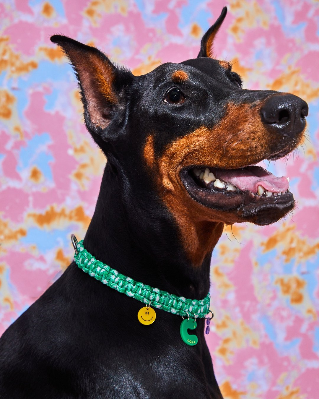 SQUIGGLES (PEPPERMINT COLOR) - TAILOR MADE COLLAR FOR DOGS / CATS - 项圈/牵绳 - 聚酯纤维 多色
