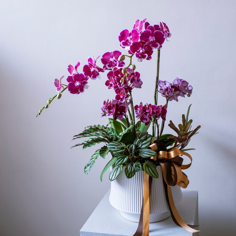 紫红雍容兰花盆栽 | 荣升 | 开幕送礼 | 居家布置 - 植栽/盆栽 - 植物．花 红色