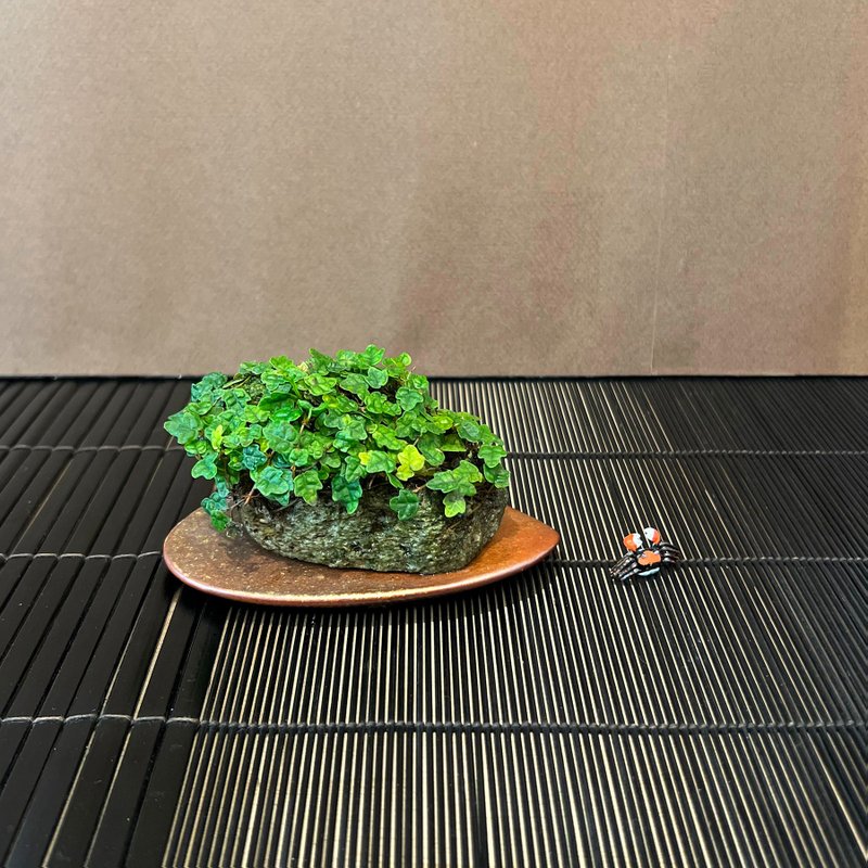 雨林蔓藤植物∣槭叶薜荔 日本轻石钵 - 植栽/盆栽 - 陶 
