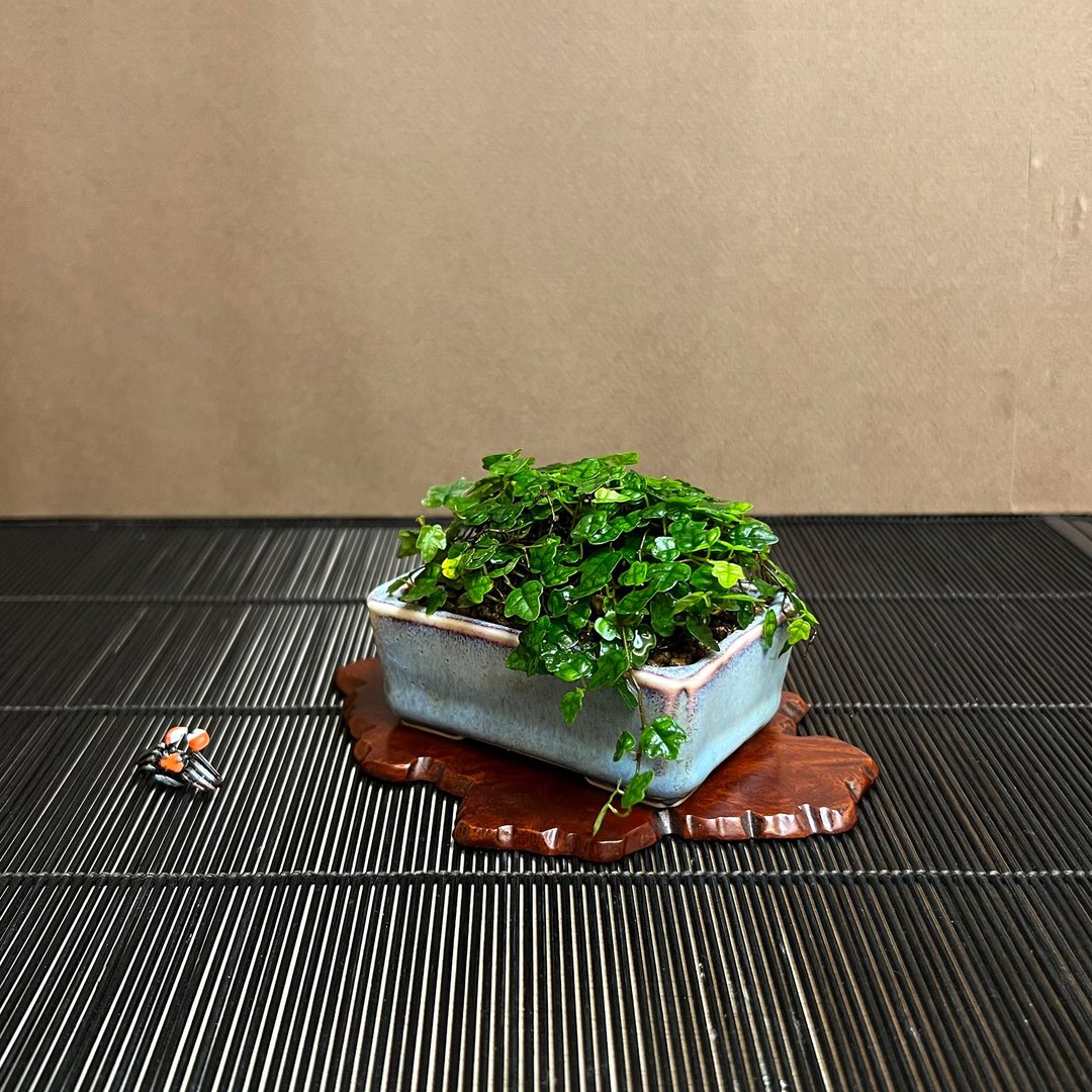 雨林蔓藤植物∣槭叶薜荔 日本轻石钵 - 植栽/盆栽 - 陶 