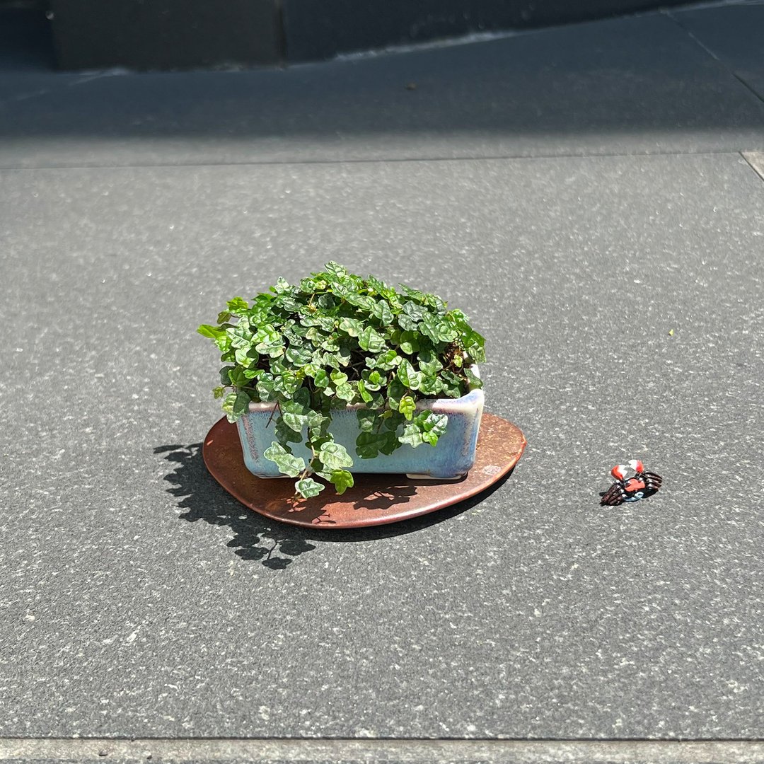 日本寿悦∣槭叶薜荔 雨林蔓藤植物 豆盆栽 - 植栽/盆栽 - 陶 