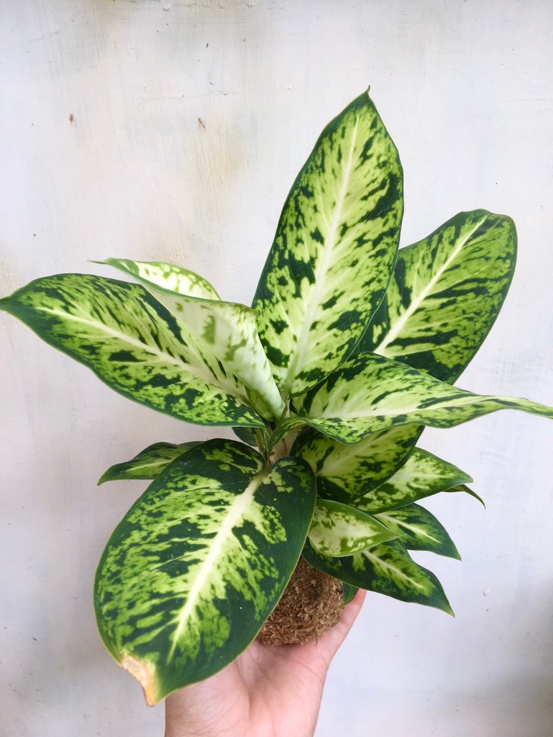 【星光粗肋草水苔球】水苔球 居家植物 观叶植物 室内植物 - 植栽/盆栽 - 植物．花 