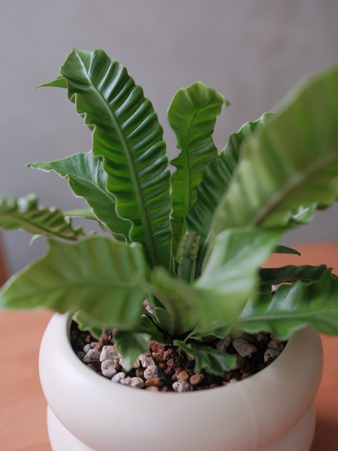 眼镜蛇山苏 - 植栽/盆栽 - 植物．花 