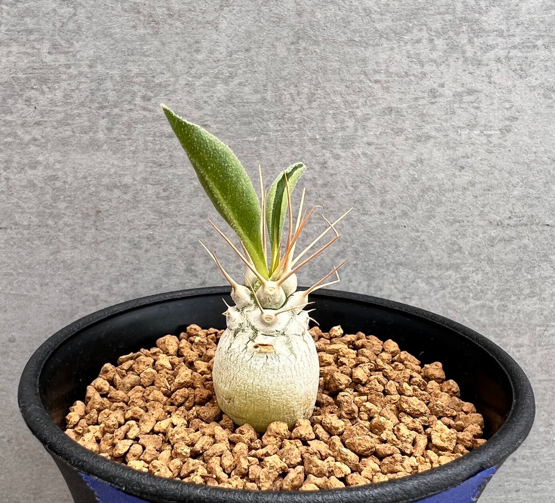 光堂 | 夹竹桃科 | 多肉 块根(一物一拍) | P.namaquanum - 植栽/盆栽 - 植物．花 
