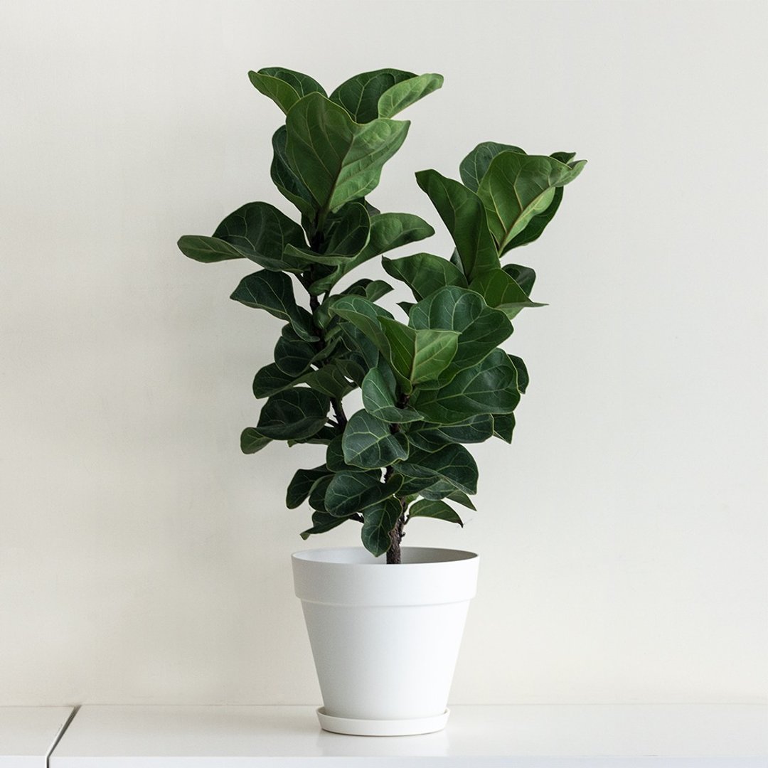 Fiddle 琴叶榕大型室内植栽_荷兰设计极简雾面盆 - 植栽/盆栽 - 植物．花 