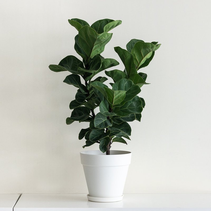 Fiddle 琴叶榕大型室内植栽_荷兰设计极简雾面盆 - 植栽/盆栽 - 植物．花 