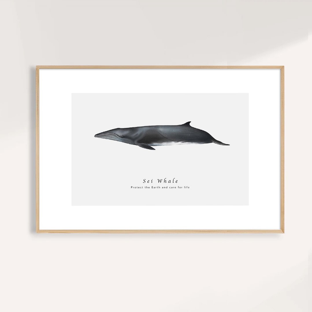 塞鲸 Sei Whale / 海洋动物插画挂画 / 艺术无框输出 - 海报/装饰画/版画 - 纸 