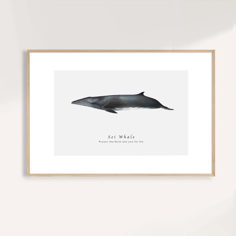 塞鲸 Sei Whale / 海洋动物插画挂画 / 艺术无框输出 - 海报/装饰画/版画 - 纸 