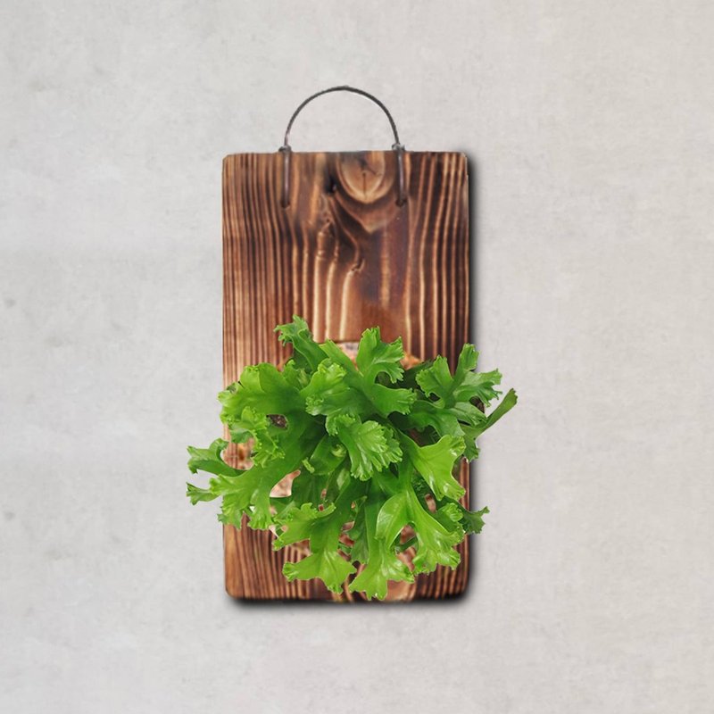 鹿角山苏 上板 净化空气 蕨类 - 植栽/盆栽 - 木头 咖啡色