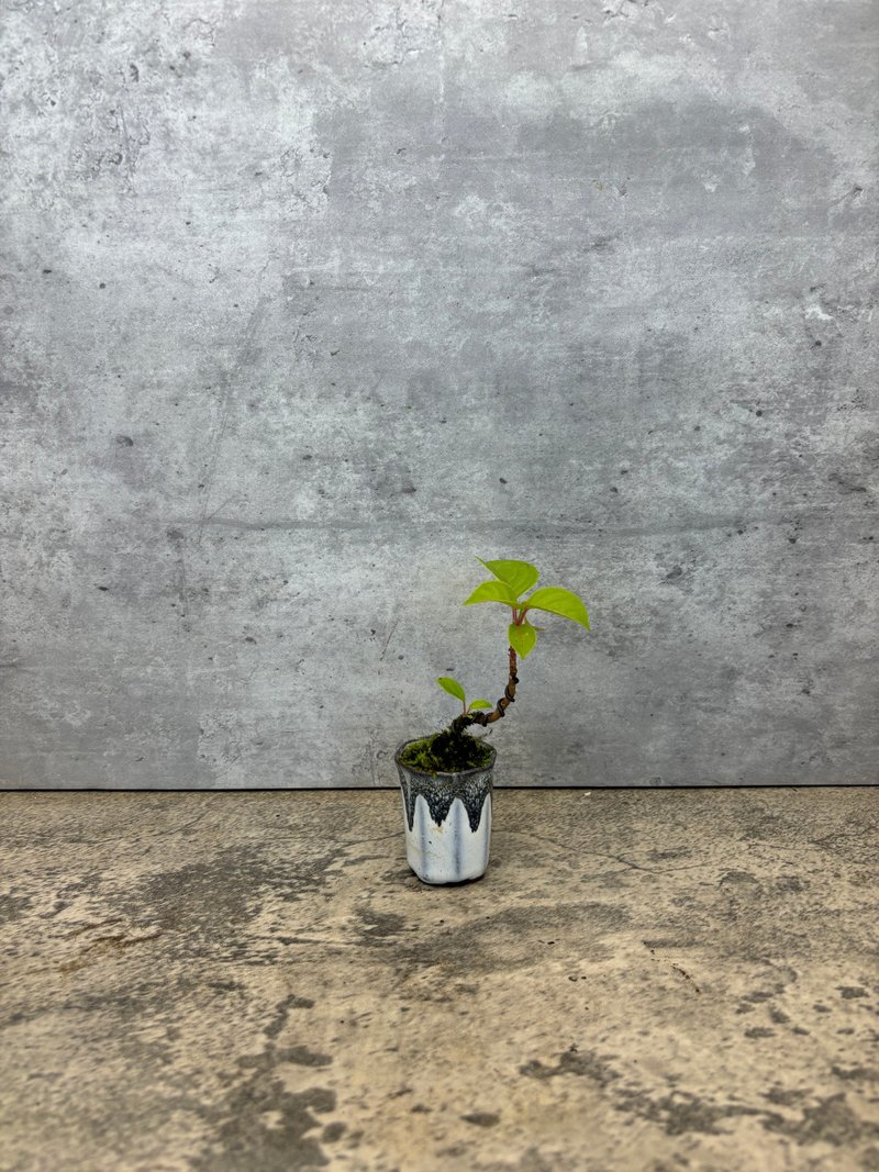迷你茄冬树  掌心之中的微景艺术 - 植栽/盆栽 - 植物．花 