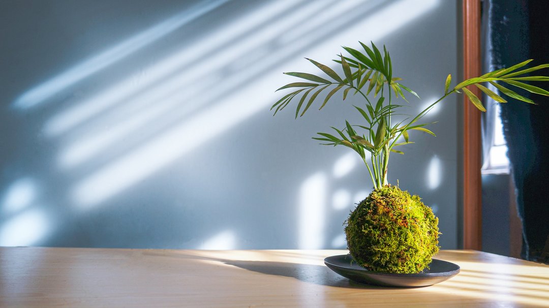 ( 适合室内种植 ) 袖珍椰子苔玉 - 植栽/盆栽 - 植物．花 绿色
