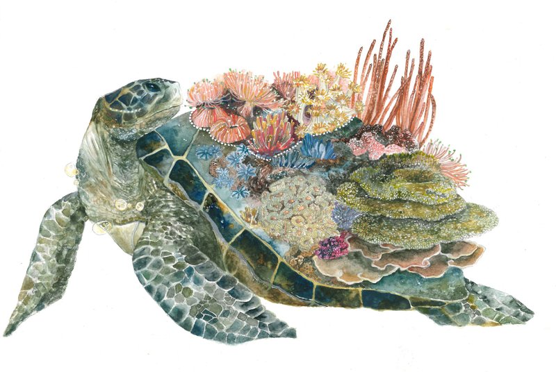 【明信片】Heart Keeper海龟守护者 - 卡片/明信片 - 纸 