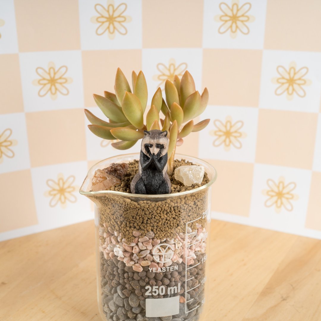 感动系烧杯－感谢 - 植栽/盆栽 - 植物．花 橘色