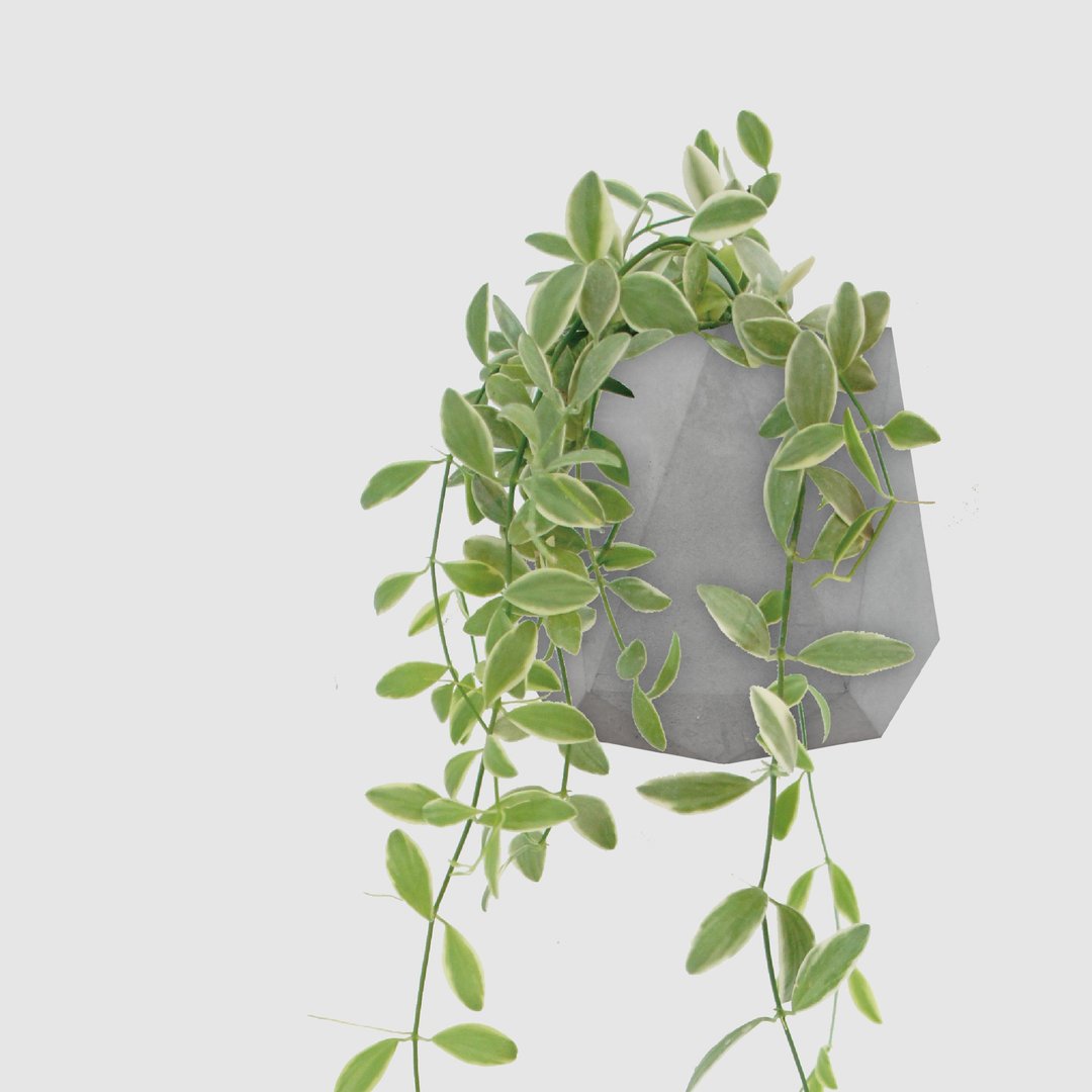│ 水泥系列 │ 斑叶串钱藤 - 垂吊 防水清水模 水耕盆栽 自动喝 - 植栽/盆栽 - 植物．花 灰色