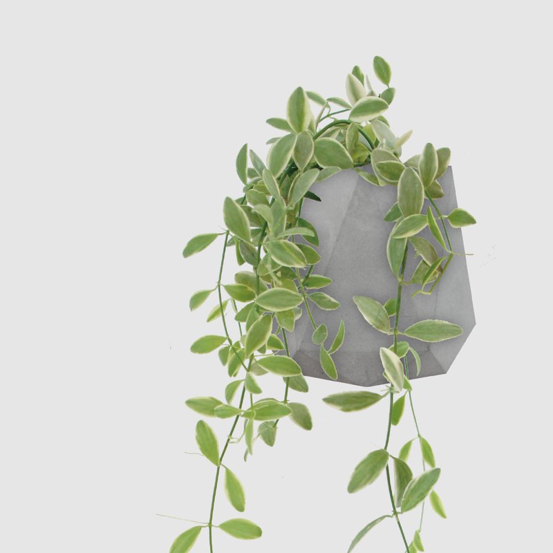 │ 水泥系列 │ 斑叶串钱藤 - 垂吊 防水清水模 水耕盆栽 自动喝 - 植栽/盆栽 - 植物．花 灰色