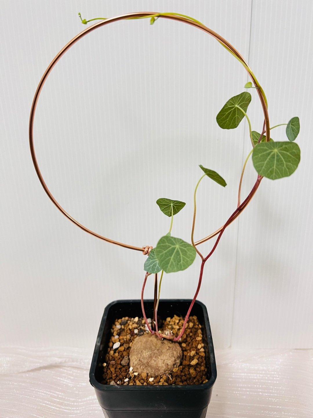 红藤山乌龟 已发芽长叶 块根植物 附攀爬架 - 植栽/盆栽 - 塑料 黑色