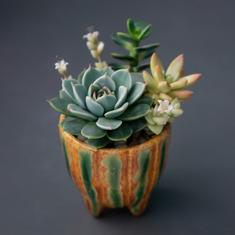 缀以 Echeveria Chihuahuensis 的迷你饰品盒 - 收纳用品 - 其他材质 