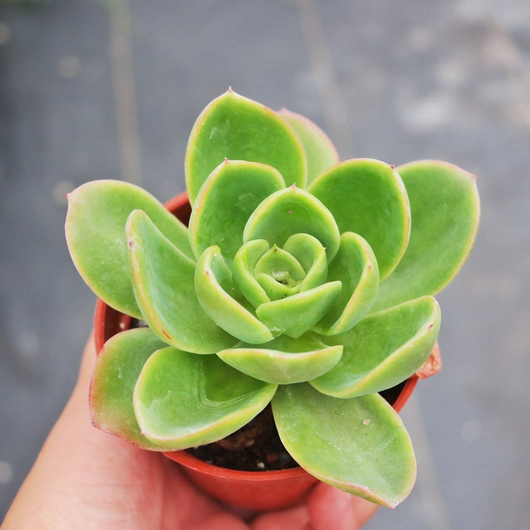 【豆豆多肉】【金色光辉】乔迁│送礼│升迁│多肉植物 - 植栽/盆栽 - 植物．花 